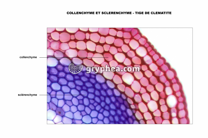 Tige de Clématite - collenchyme et sclérenchyme - vue légendée CT x100 - gryphea.com
